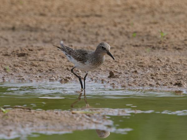 Bonapartes strandloper (Calidris fuscicollis)